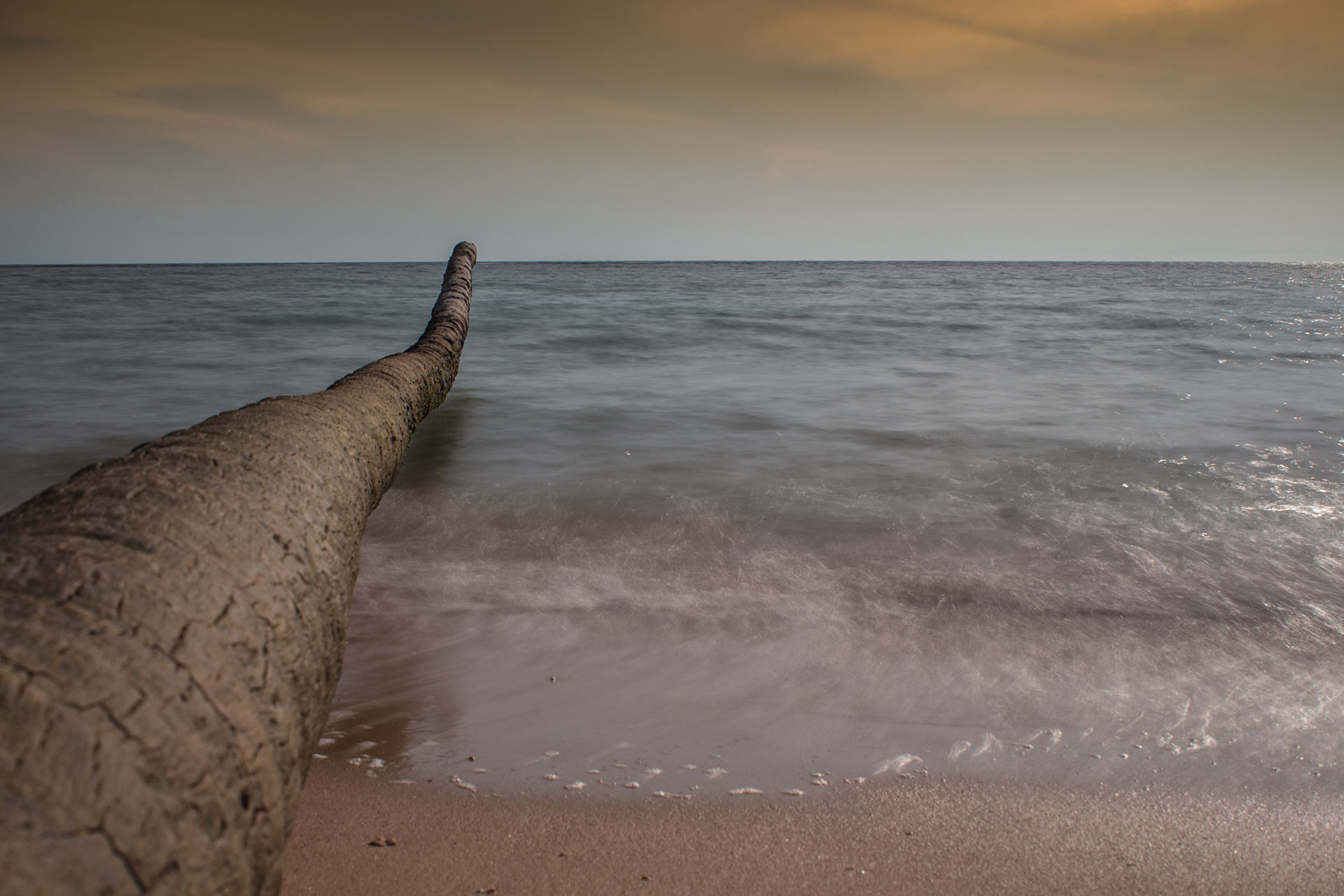 Baumstamm im Meer