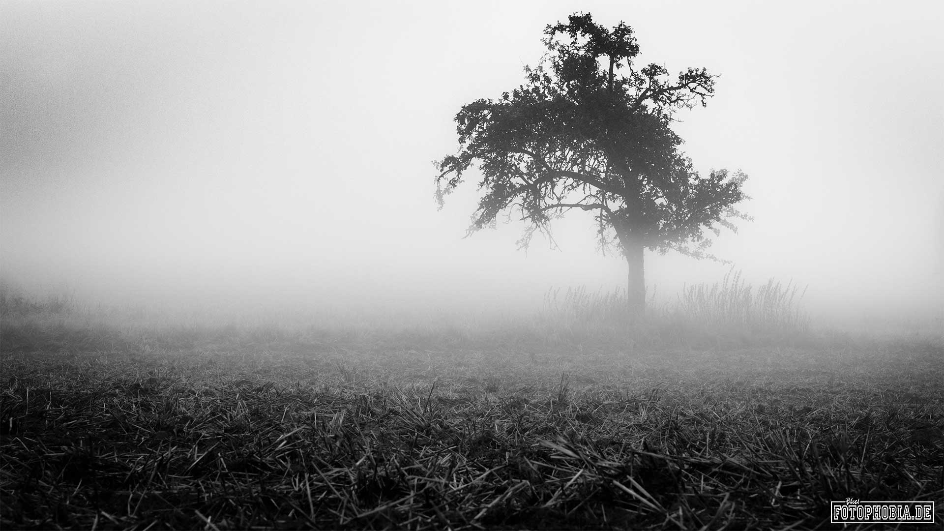 Baum im Nebel in schwarzweiss fotografiert