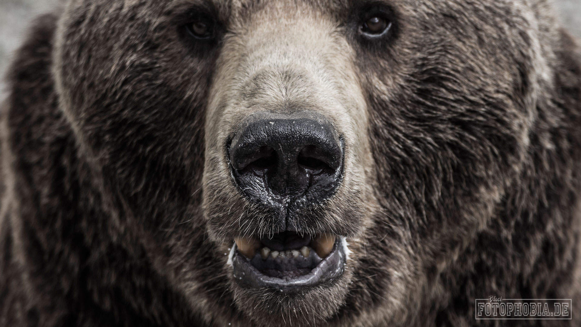 Foto eines Bären